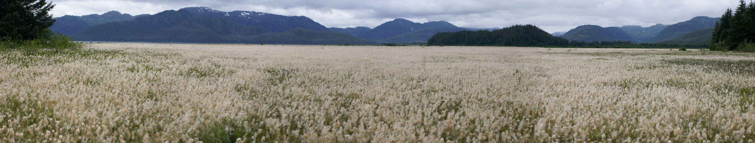 Glacier Bay landscape